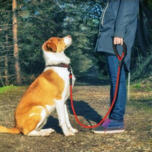 Correa Reflectante para Perro - Nylon Resistente